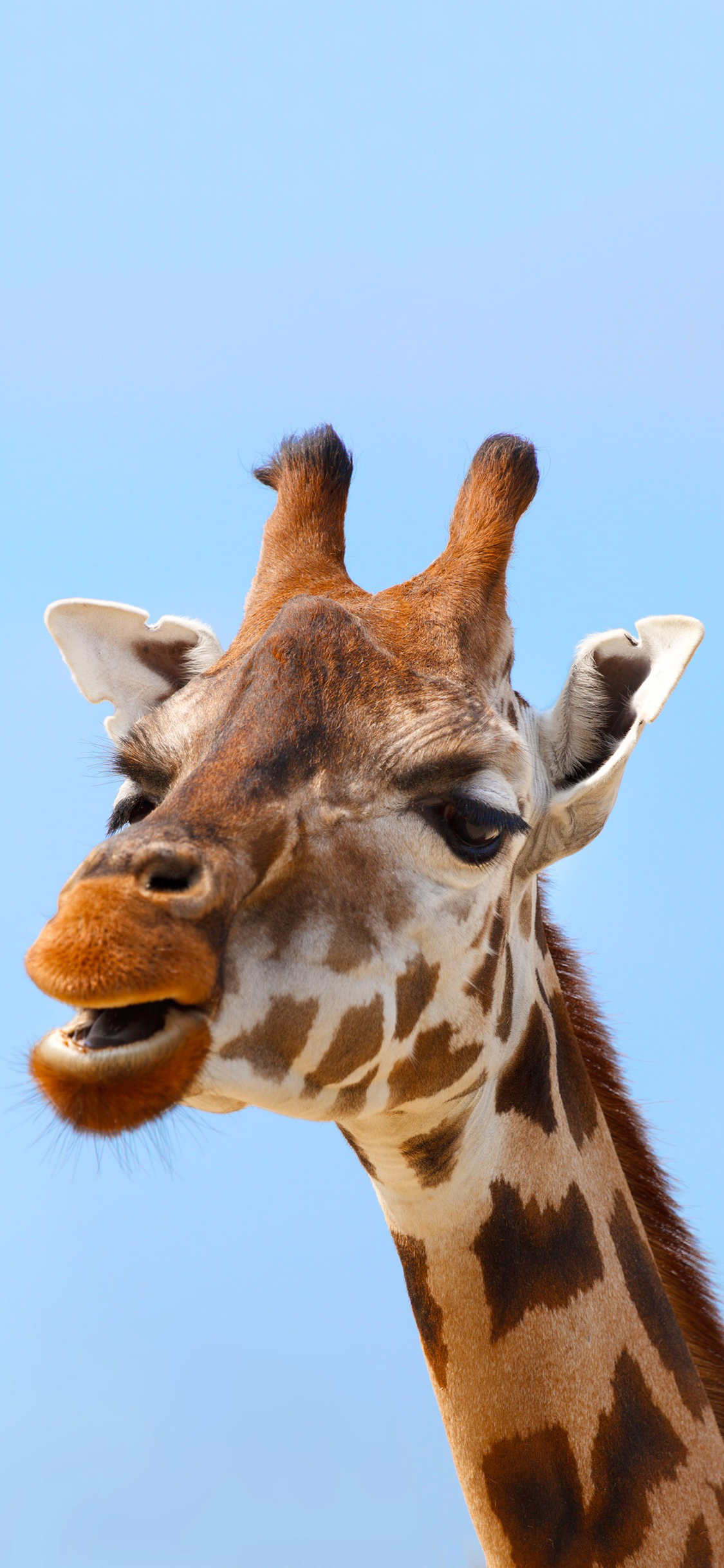 [2436×1125]长颈鹿 特写 斑纹 萌 苹果手机壁纸图片