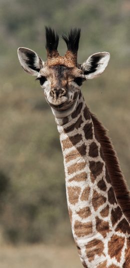 [2436x1125]长颈鹿 肥胖 野外 皮毛 苹果手机壁纸图片