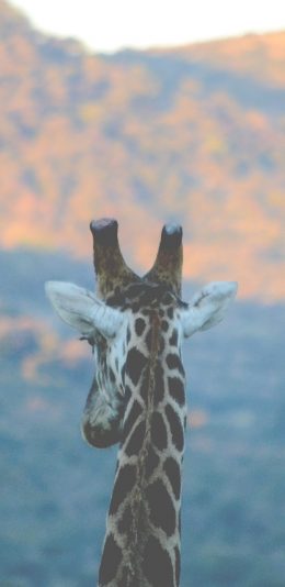 [2436x1125]长颈鹿 背影 头部 户外 苹果手机壁纸图片