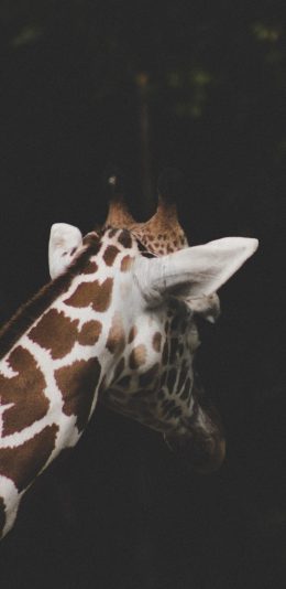 [2436x1125]长颈鹿 背影 长脖子 斑纹 苹果手机壁纸图片