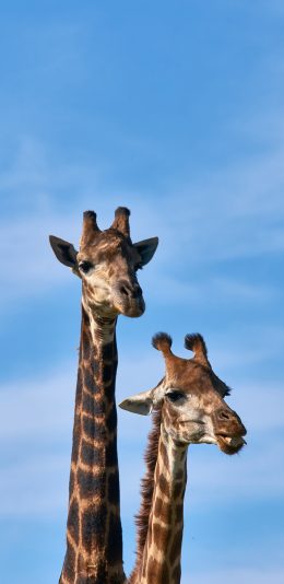 [2436x1125]长颈鹿 脖子 天空 户外 苹果手机壁纸图片