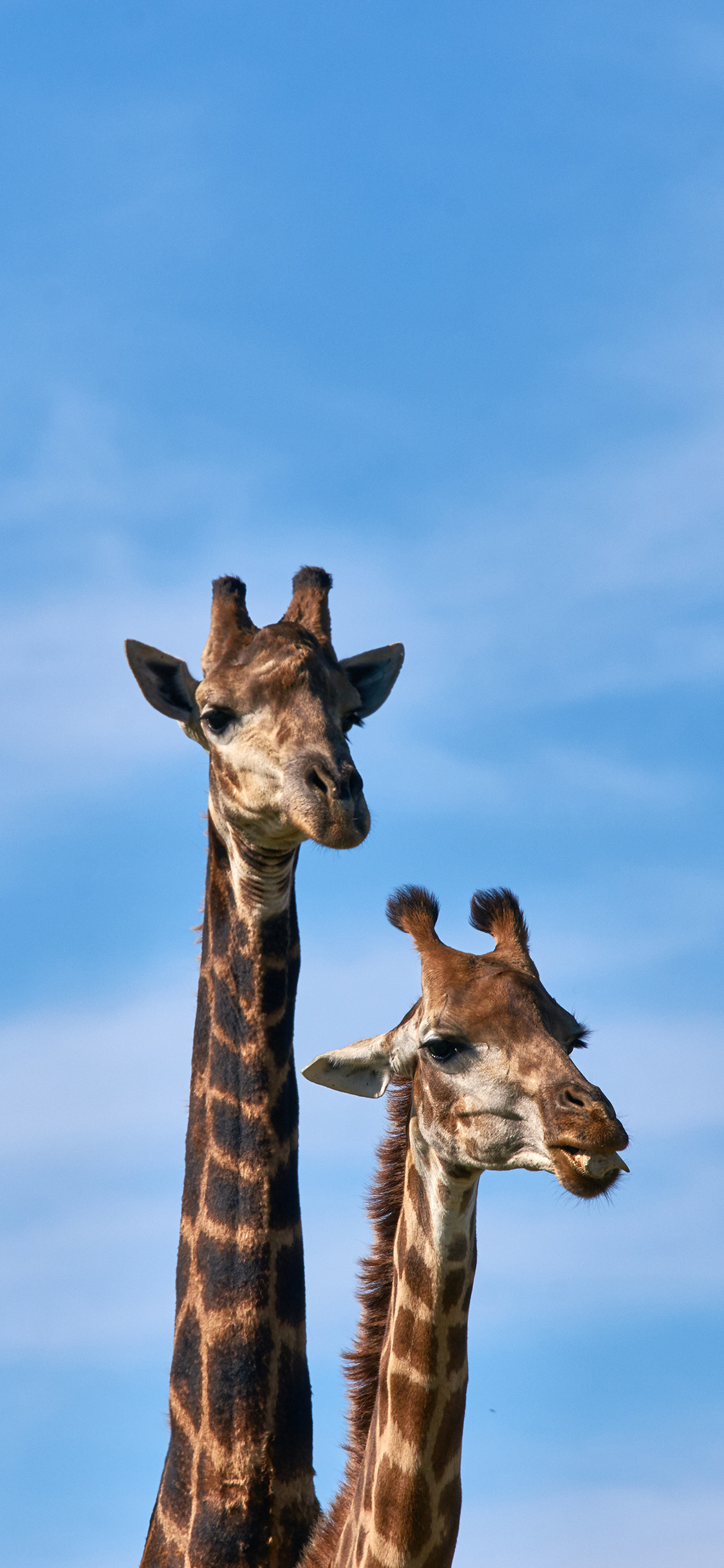 [2436×1125]长颈鹿 脖子 天空 户外 苹果手机壁纸图片