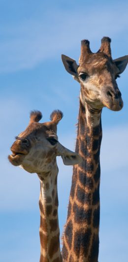 [2436x1125]长颈鹿 脖子 天空 饲养 苹果手机壁纸图片