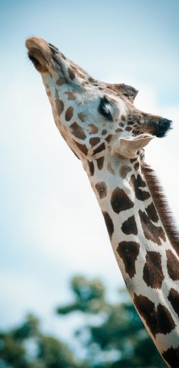 [2436x1125]长颈鹿 脖颈 闭眼 苹果手机壁纸图片