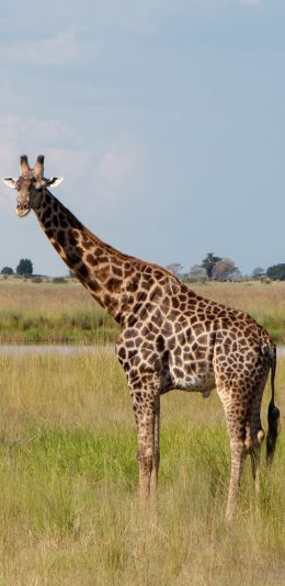 [2436x1125]长颈鹿 草原 野生 斑纹 苹果手机壁纸图片