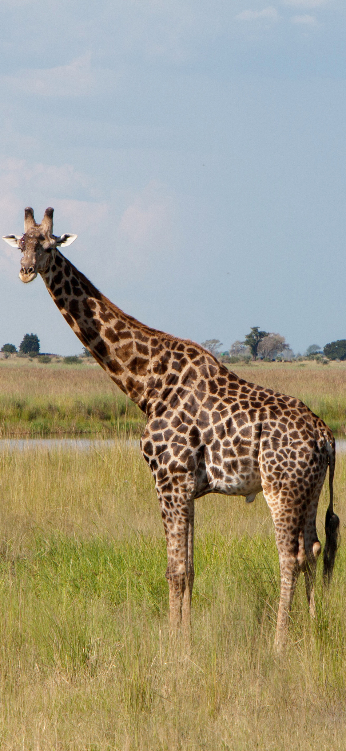 [2436×1125]长颈鹿 草原 野生 斑纹 苹果手机壁纸图片