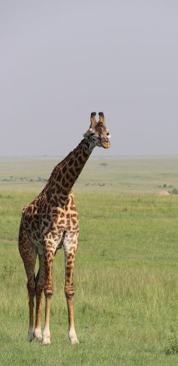 [2436x1125]长颈鹿 草地 草原 广阔 苹果手机壁纸图片