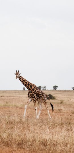 [2436x1125]长颈鹿 荒野 草原 枯黄 群居 苹果手机壁纸图片