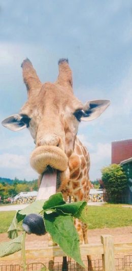 [2436x1125]长颈鹿 萌 吃草 棕色 苹果手机壁纸图片