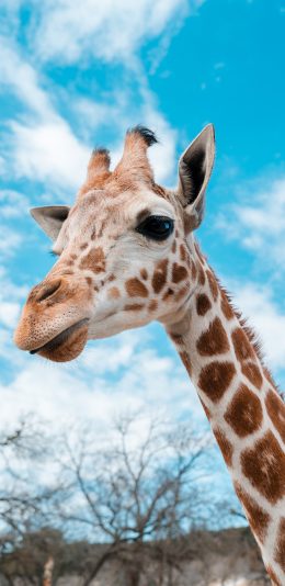 [2436x1125]长颈鹿 蓝天白云 斑点 斑纹 苹果手机壁纸图片