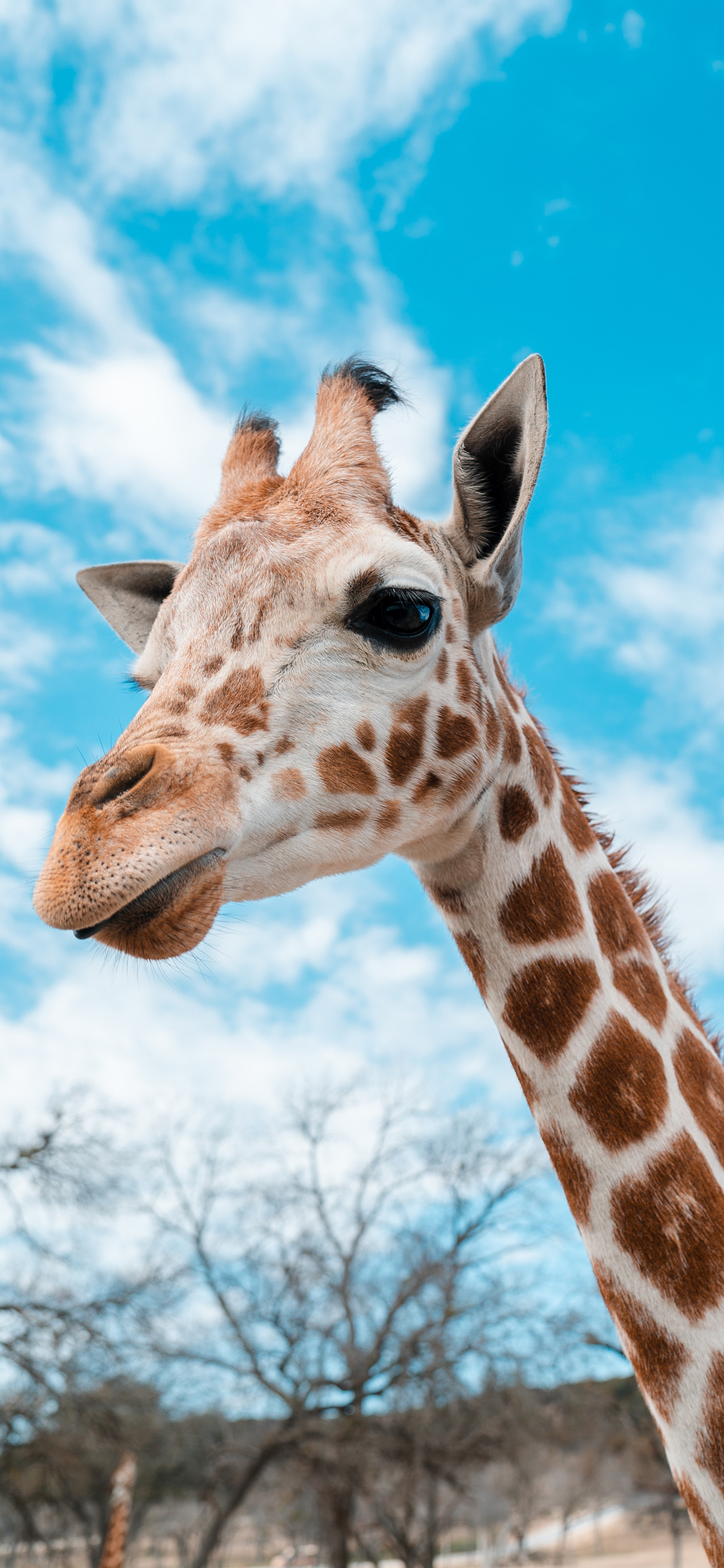 [2436×1125]长颈鹿 蓝天白云 斑点 斑纹 苹果手机壁纸图片