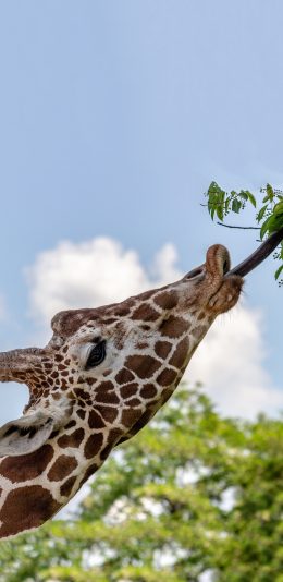 [2436x1125]长颈鹿 进食 枝叶 苹果手机壁纸图片