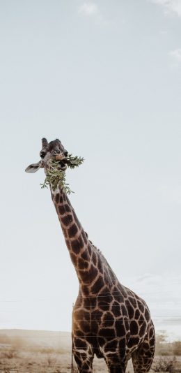 [2436x1125]长颈鹿 野外 喂食  天空 苹果手机壁纸图片