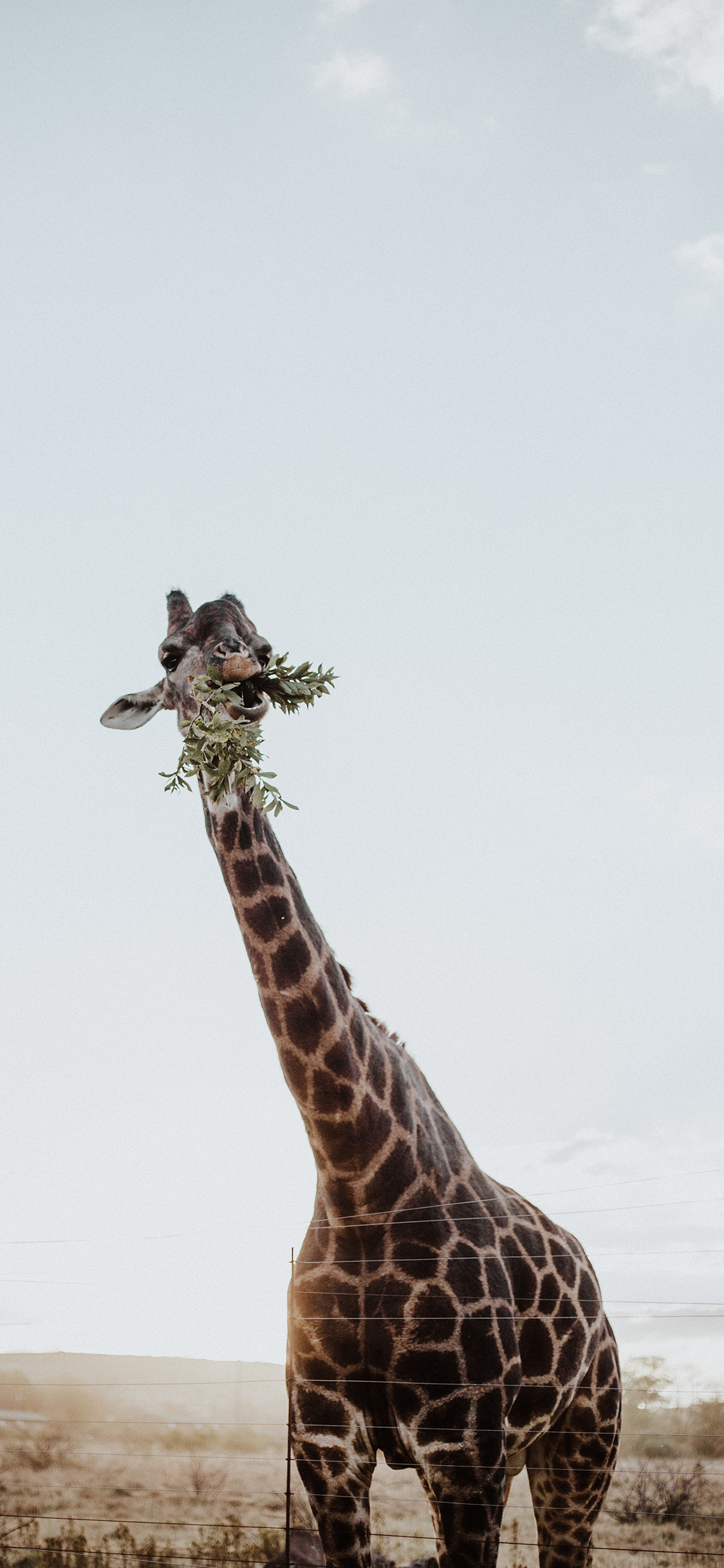 [2436×1125]长颈鹿 野外 喂食  天空 苹果手机壁纸图片