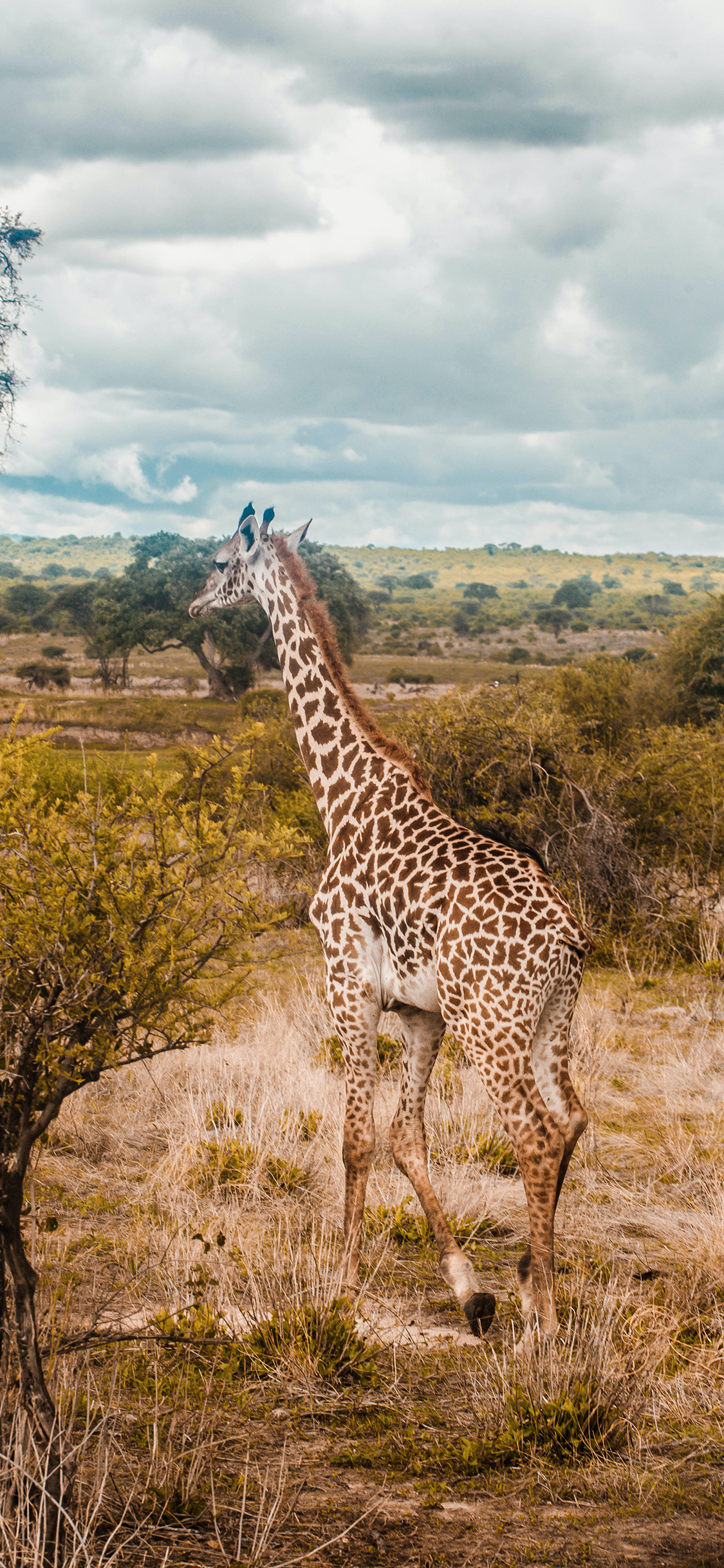 [2436×1125]长颈鹿 野外 户外 灌木 苹果手机壁纸图片