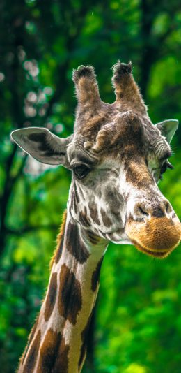 [2436x1125]长颈鹿 野外 树林 斑纹 苹果手机壁纸图片