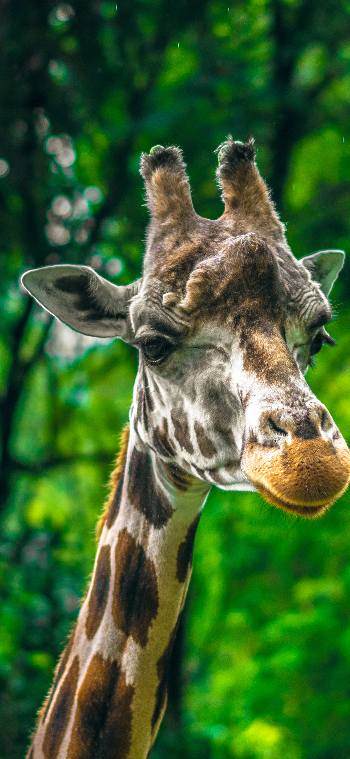 [2436×1125]长颈鹿 野外 树林 斑纹 苹果手机壁纸图片