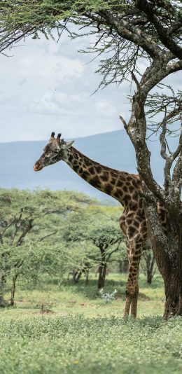 [2436x1125]长颈鹿 野外 树林 灌丛 苹果手机壁纸图片