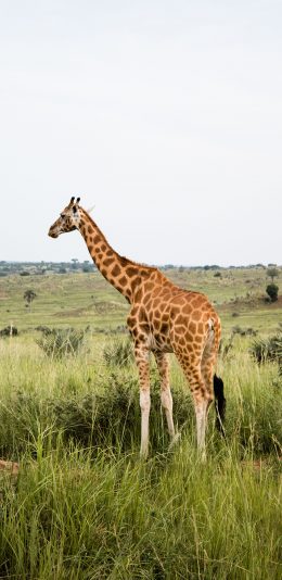 [2436x1125]长颈鹿 野外 草原 生存 苹果手机壁纸图片