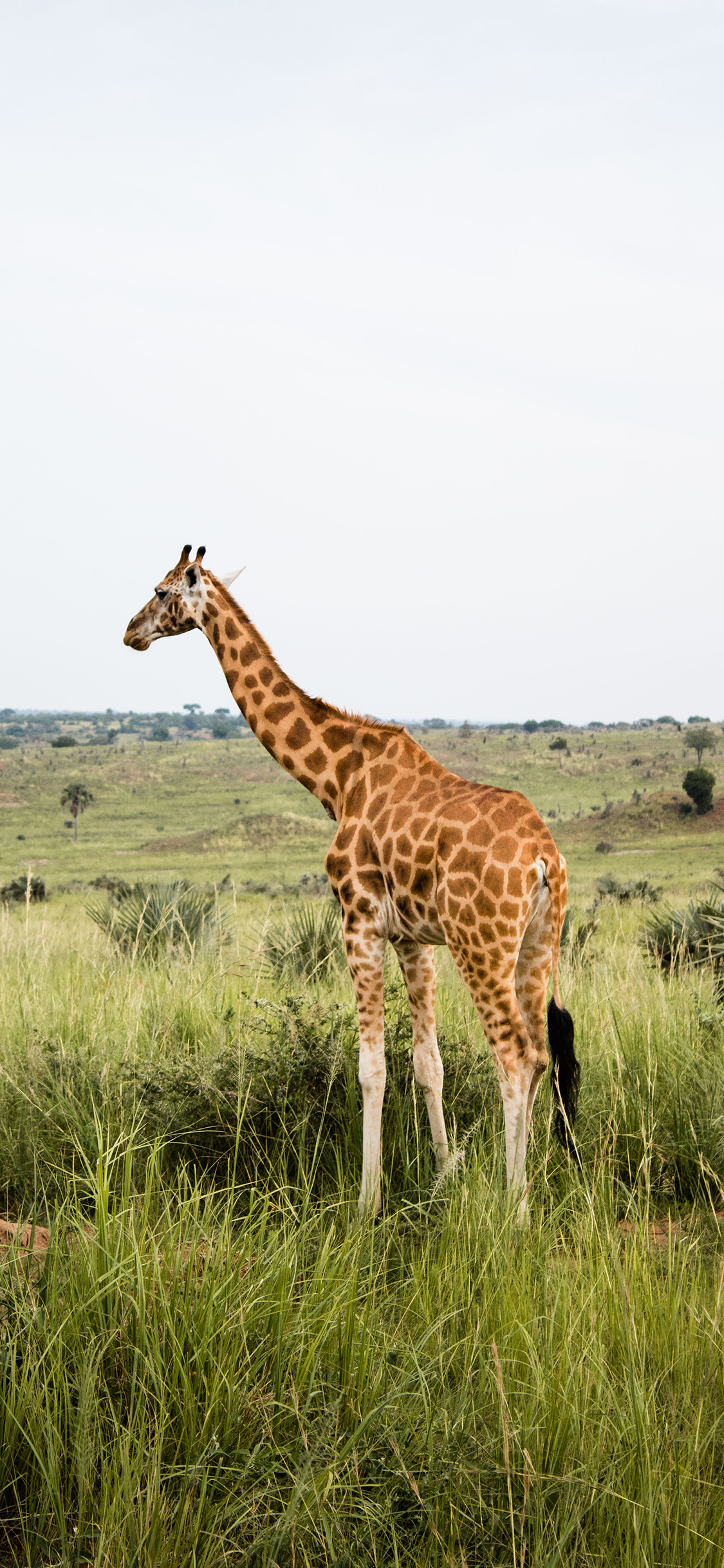 [2436×1125]长颈鹿 野外 草原 生存 苹果手机壁纸图片