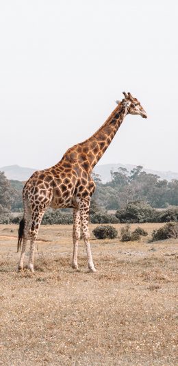 [2436x1125]长颈鹿 野外 草地 荒芜 苹果手机壁纸图片