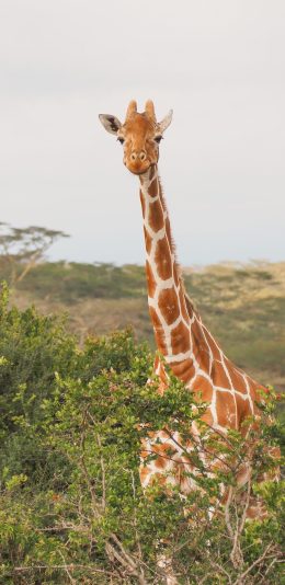 [2436x1125]长颈鹿 野外 长脖子 灌木丛 苹果手机壁纸图片