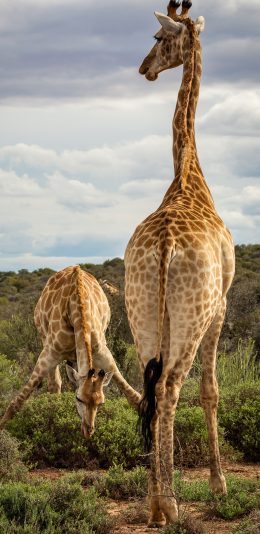 [2436x1125]长颈鹿 野生 斑纹 丛林 苹果手机壁纸图片