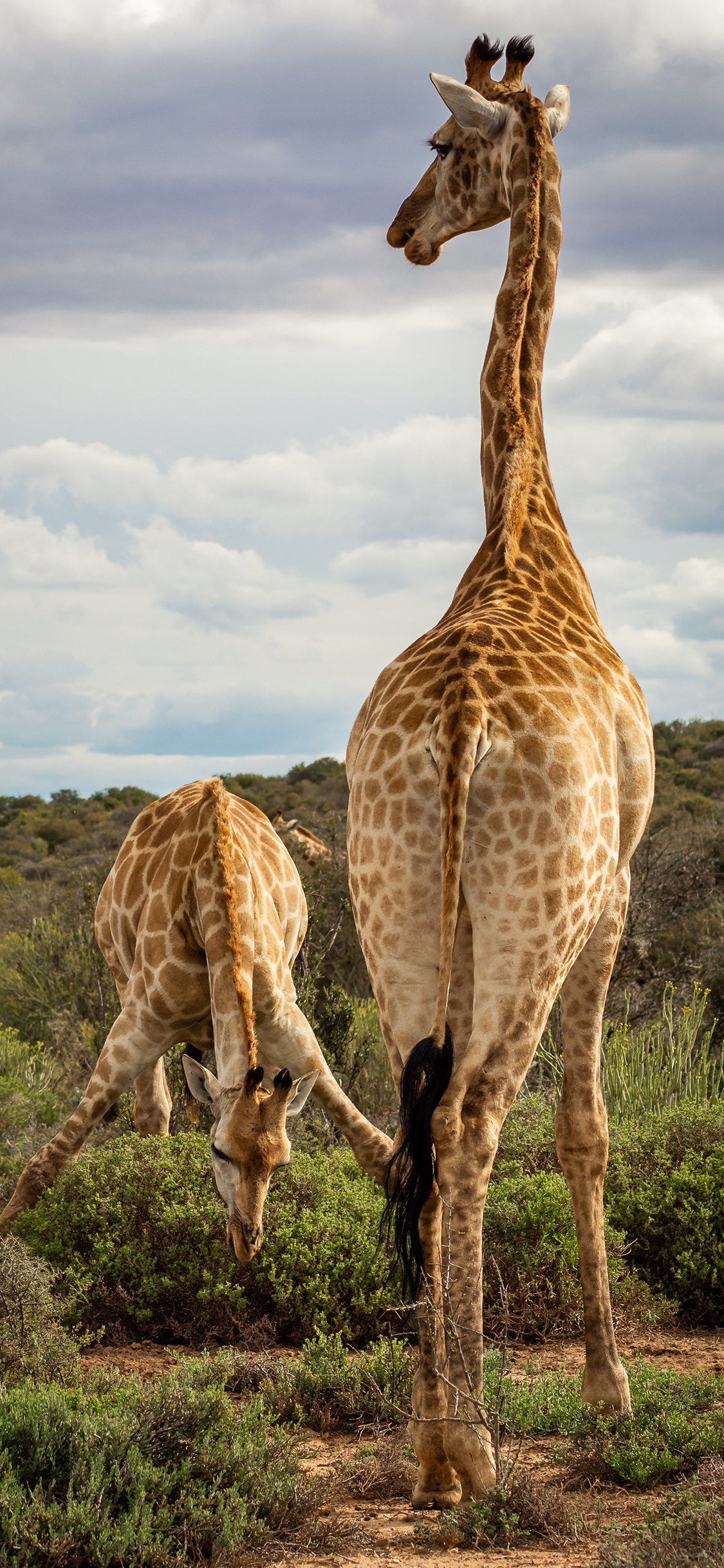 [2436×1125]长颈鹿 野生 斑纹 丛林 苹果手机壁纸图片