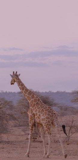 [2436x1125]长颈鹿 野生 斑纹 大自然 苹果手机壁纸图片