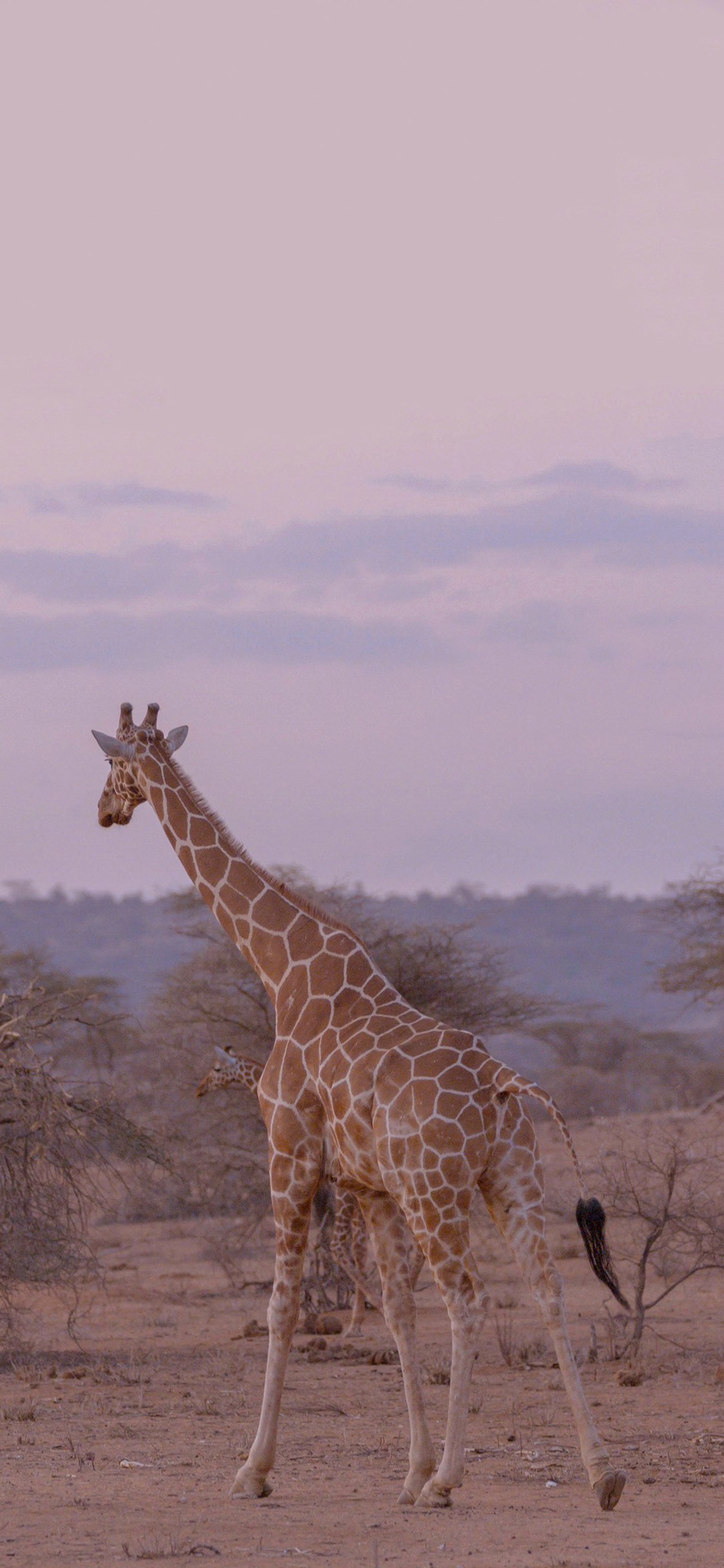 [2436×1125]长颈鹿 野生 斑纹 大自然 苹果手机壁纸图片