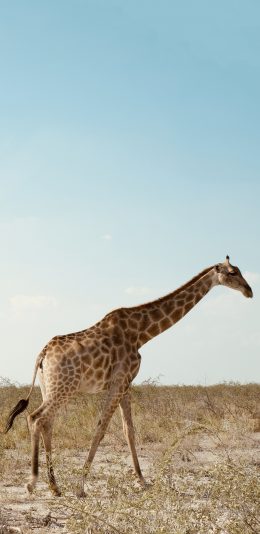 [2436x1125]长颈鹿 野生 荒原 斑纹 苹果手机壁纸图片