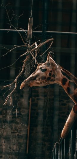 [2436x1125]长颈鹿 饲养 动物园 禁锢 苹果手机壁纸图片