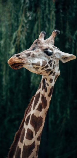 [2436x1125]长颈鹿 饲养 斑纹 动物园 苹果手机壁纸图片