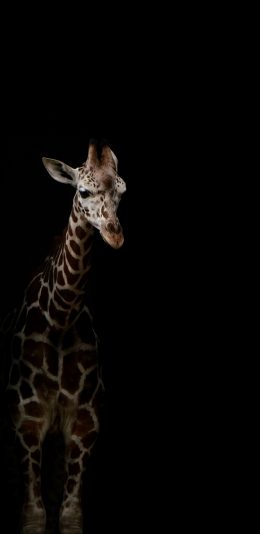 [2436x1125]长颈鹿 饲养 砖墙 黑暗 苹果手机壁纸图片