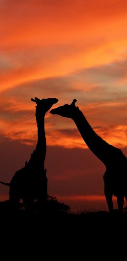 [2436x1125]长颈鹿 黄昏 剪影 云彩 苹果手机壁纸图片