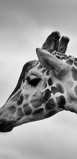 [2436x1125]长颈鹿 黑白照 斑纹 苹果手机壁纸图片