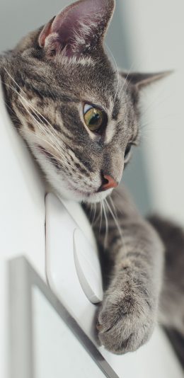 [2436x1125]门 宠物 猫咪 喵星人 可爱 苹果手机壁纸图片