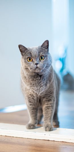 [2436x1125]门口 猫咪 宠物猫 可爱 苹果手机壁纸图片