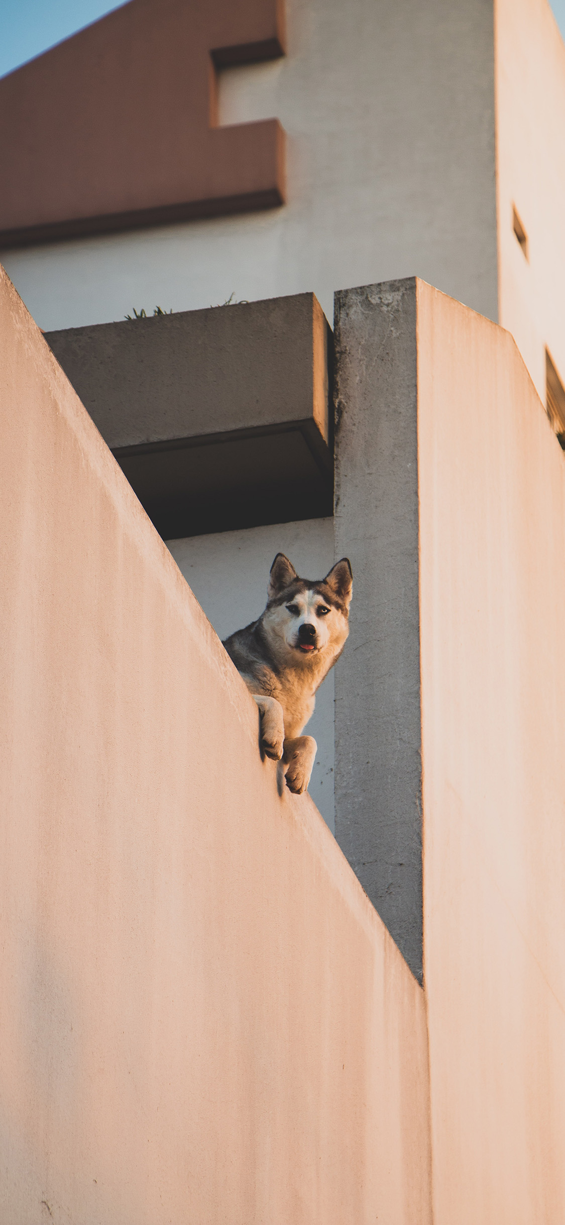 [2436×1125]阳台 宠物狗 阿拉斯加 苹果手机壁纸图片