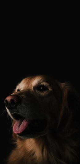 [2436x1125]阴影 狗 动物 金毛 苹果手机壁纸图片