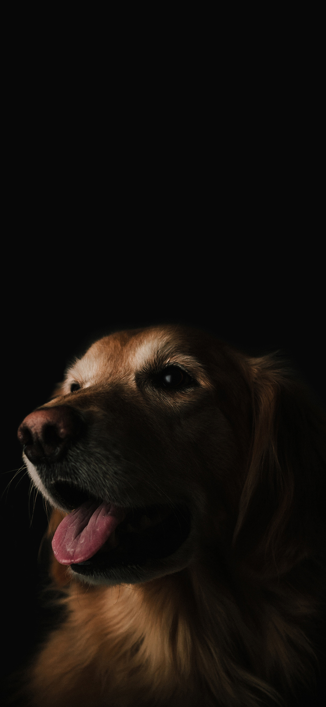 [2436×1125]阴影 狗 动物 金毛 苹果手机壁纸图片