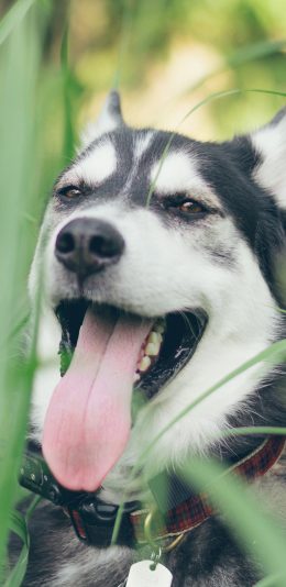 [2436x1125]阿拉斯加犬 活泼 可爱 苹果手机壁纸图片