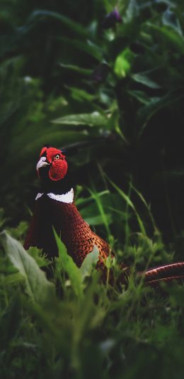 [2436x1125]雉鸡 鸟 草丛 绿色 野鸡 山鸡 苹果手机壁纸图片