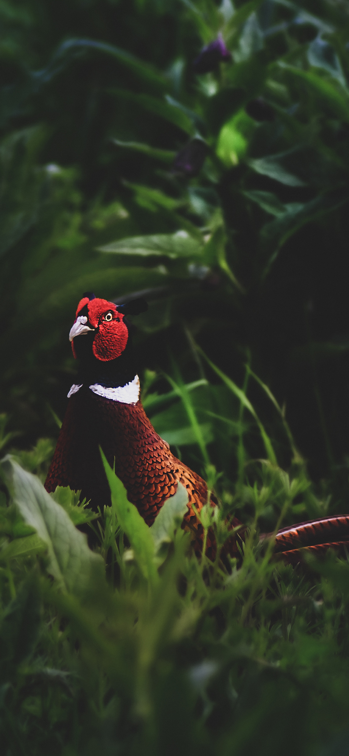 [2436×1125]雉鸡 鸟 草丛 绿色 野鸡 山鸡 苹果手机壁纸图片