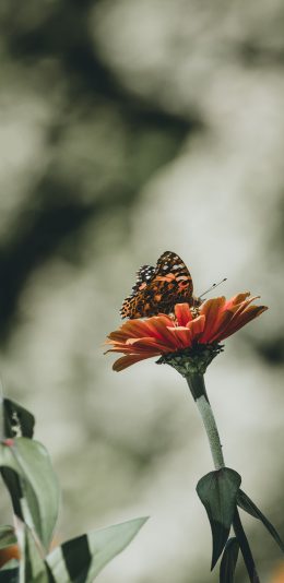 [2436x1125]雏菊 橙色 蝴蝶 昆虫 苹果手机壁纸图片
