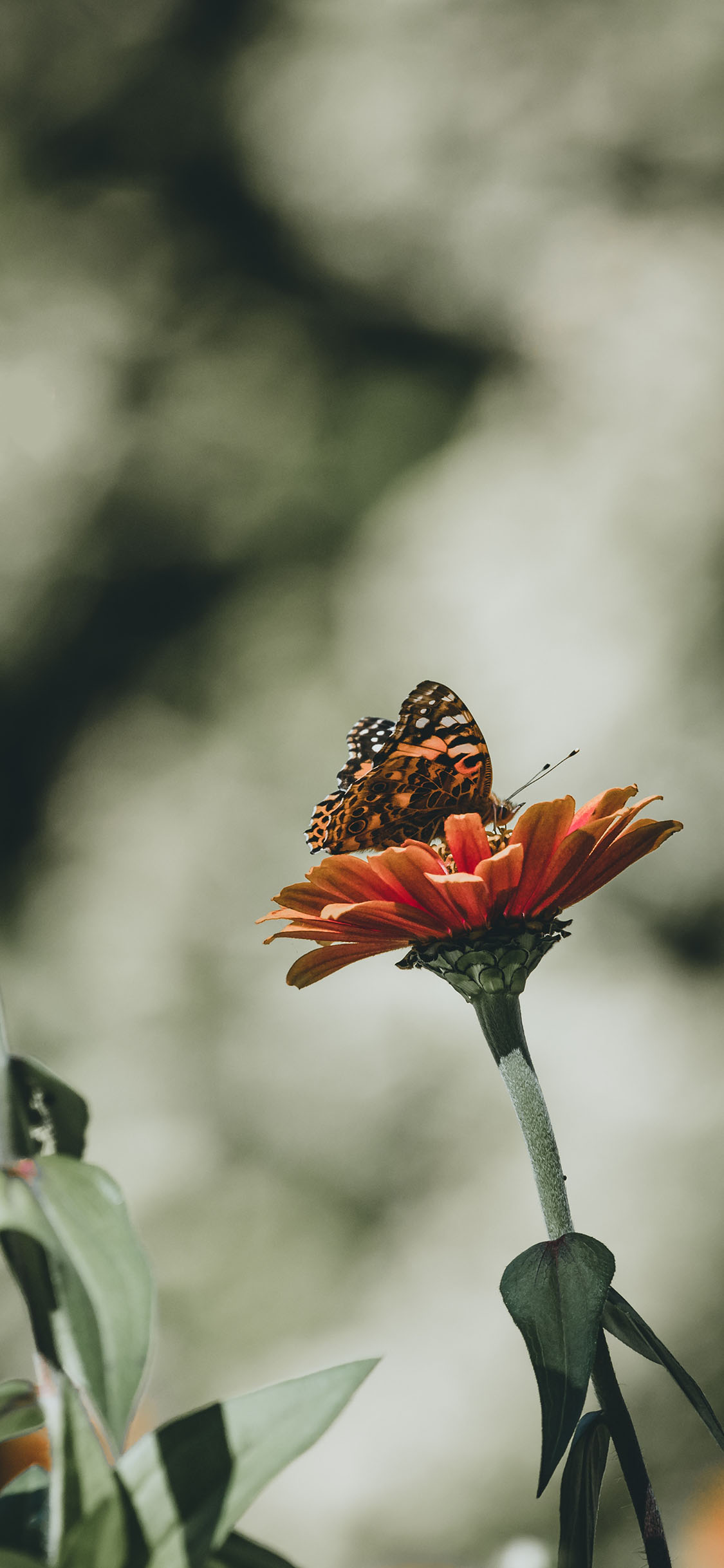 [2436×1125]雏菊 橙色 蝴蝶 昆虫 苹果手机壁纸图片