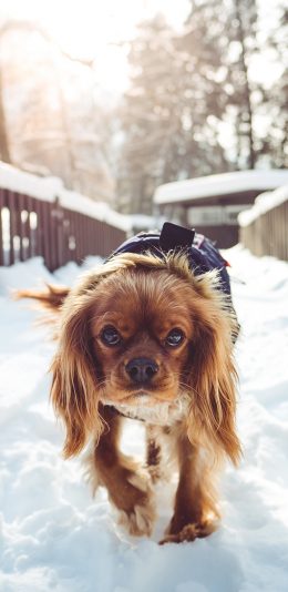 [2436x1125]雪地 动物 狗 栅栏 长毛 苹果手机壁纸图片