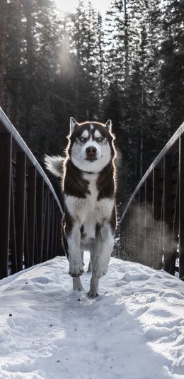 [2436x1125]雪地 哈士奇 宠物狗 二哈 苹果手机壁纸图片