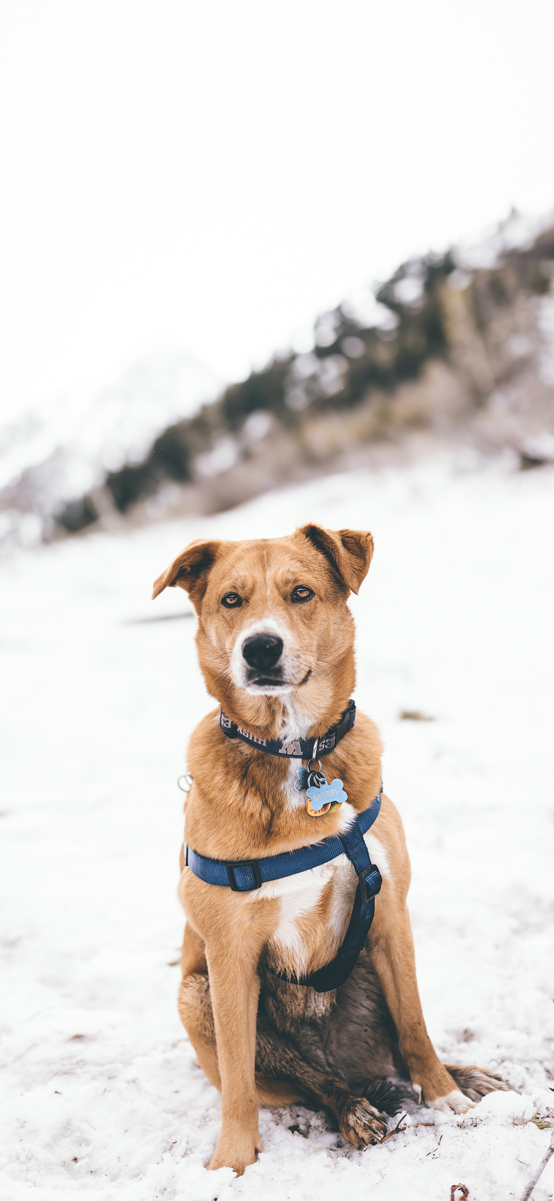 [2436×1125]雪地 大黄狗 汪星人 可爱 苹果手机壁纸图片