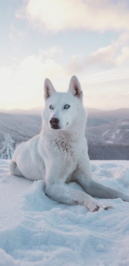[2436x1125]雪地 宠物狗 哈士奇 白色 苹果手机壁纸图片